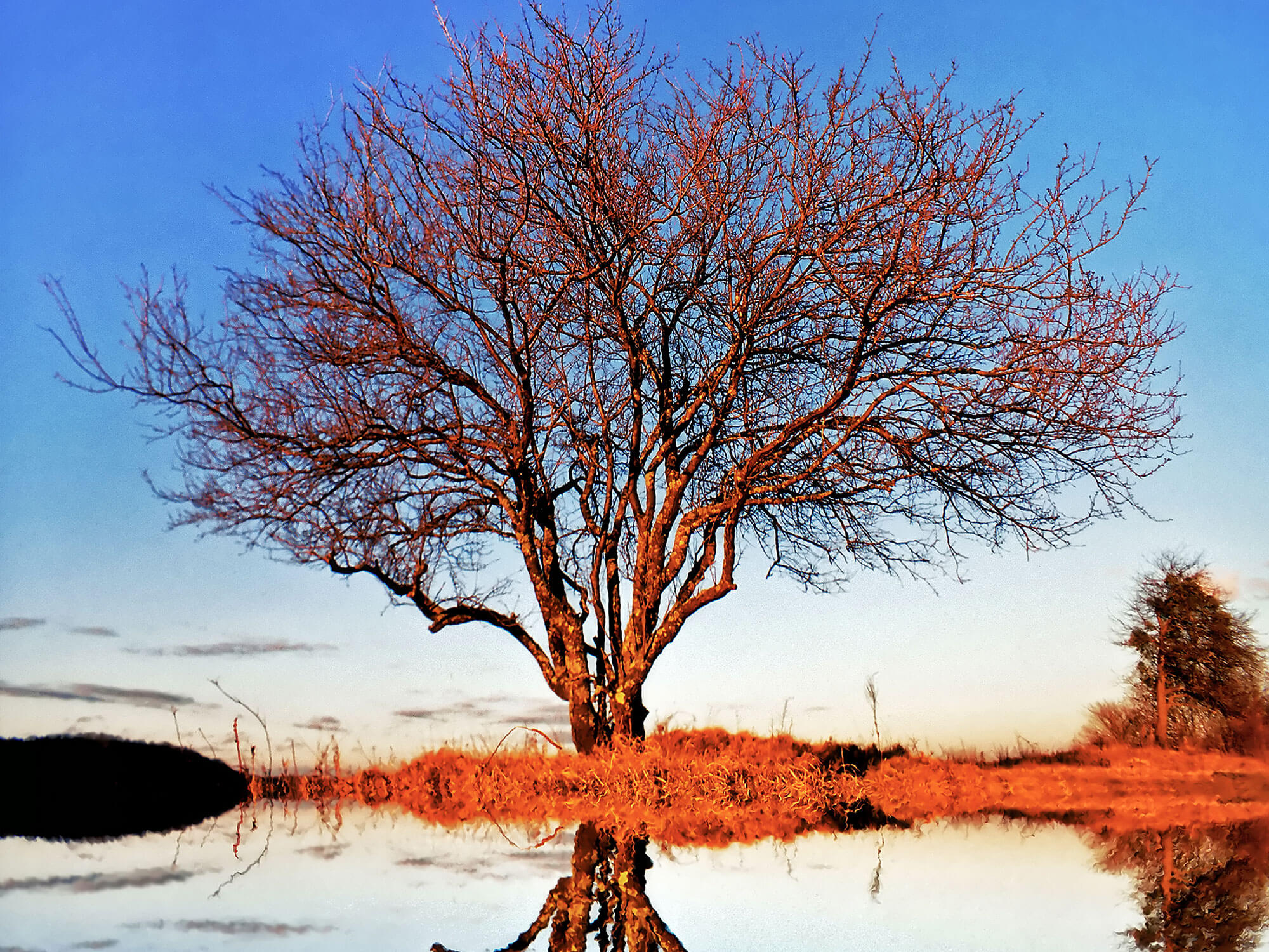 background image of a tree and reflecting water